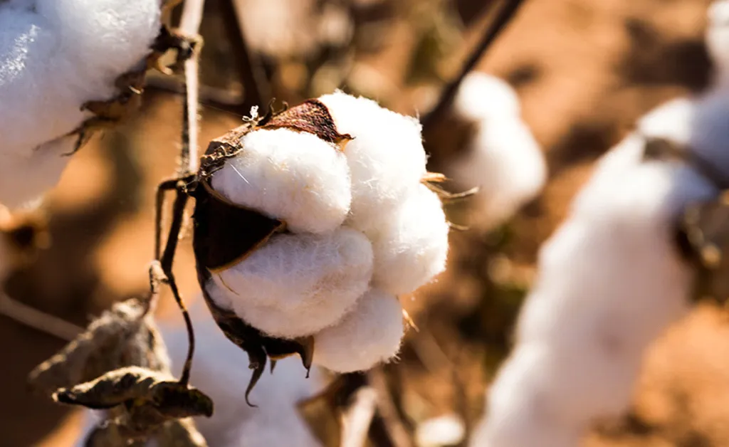 Как растет хлопок на поле для производства ткани